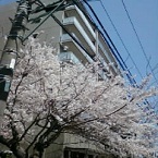 藤沢の桜